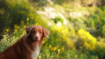 Wall Mural -  red dog in park. Cute Nova Scotia duck tolling retriever. Walking with a pet