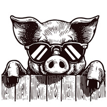 Cool Pig In Sunglasses Peering Out From Behind A Fence Illustration