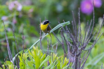 Poster - Male Common yellowthroat (Geothlypis trichas) in summer