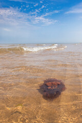 Wall Mural - st peters lighthouse beach in Prince Edward island , Canada