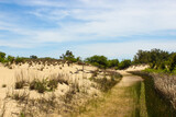 Fototapeta Na ścianę - sand dunes and trees