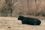 Fototapeta Na ścianę - cow in the field