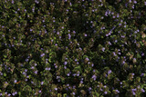 Fototapeta Na ścianę - purple flowers