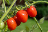 Fototapeta Kuchnia - Long red italian datterini pomodori tomatoes growing in greenhouse, used for passata, pasta and salades