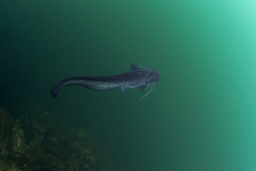 Poster - Wels catfish is near the surface. Silurus glanis during dive in the lake. European fish in the nature habitat.