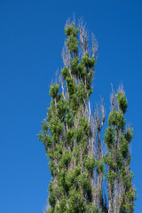 Wall Mural - The tip of an old poplar tree with green leaves against a blue sky.