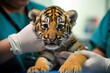 Tiger cub at veterinarian, being checked or vaccinated
