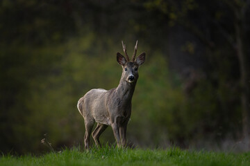 Poster - Roe deer during rutting time. Male deer is stay on the meadow. European nature. 