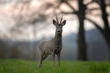 Wall Mural - Roe deer during rutting time. Male deer is stay on the meadow. European nature. 