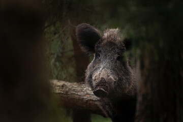 Wall Mural - Wild boar is looking from behind the tree. Wild pig in the forest. European nature during spring season. 