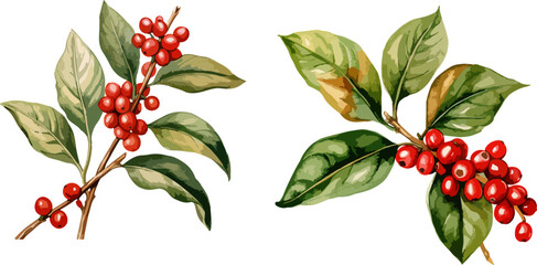 Coffee plants clipart, isolated vector illustration.