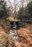 Fototapeta Na ścianę - stream in the woods