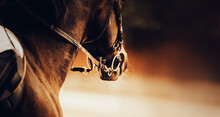 A Horse With A Rider In The Saddle And A Bridle On Its Muzzle. Equestrian Sports And Horse Riding.