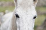 Fototapeta Konie - white horse in the garden. Funny animals in nature