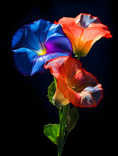 Beautiful Blue And Red Colorful Flower