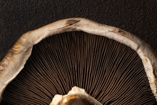 Portabella Mushroom Macro 