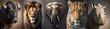 Big five Africa. Set of Big Five African animals. Lion, elephant, rhino, leopard and buffalo. Digital Photography style.