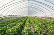 greenhouse with strawberry