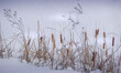 © Catherine - Cattail in the snow at winter