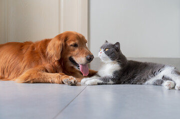 Sticker - British Shorthair and Golden Retriever