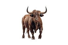 Strongest Dark Brown Bull With Muscles And Long Horns Portrait Looking At Camera Isolated On Clear Png Background, Animals Fighter Concept, With Generative Ai.