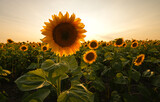 Fototapeta Kwiaty - Sunset over a field of sunflower plants. Wide angle photo with a spectacular sunset landscape over an agriculture field with sunflowers.