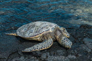 Wall Mural - The green sea turtle (Chelonia mydas), also known as the green turtle, black (sea) turtle or Pacific green turtle. KEKAHA KAI (KONA COAST) STATE PARK. Mahaiula Beach, Big Island Hawaii