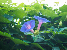 山に咲く青紫色のアサガオ