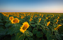 Wide Angle Photo With A Big Field Of Sunflower Plants In The Morning Sunrise Light. Sunflower Farming And Agriculture Concept Image.