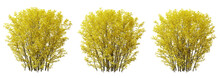 Berberis Thunbergii Bush Plant On Transparent Background, 3d Render.