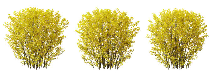 Berberis thunbergii bush plant on transparent background, 3d render.