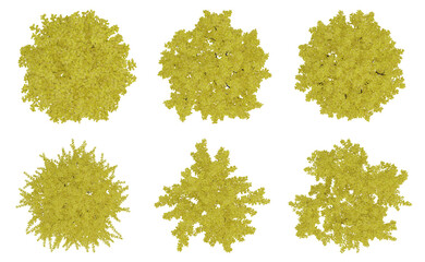 Wall Mural - set of yellow bush on top view isolated on transparent background, 3d render illustration.