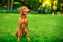 The Dog Of The Hungarian Vizsla Breed Is Sitting On The Green Grass On The Background Of The Park. The Dog Opened Its Mouth And Looks Away. The Photo Is Blurred.