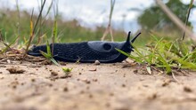 A Large Black Slug Moving From Left To Right, Through Dirt And Grass Moving It's Tentacles