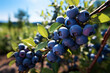 Blueberry tree with fresh blueberries. Ripe blueberries in Orchard ready for harvesting