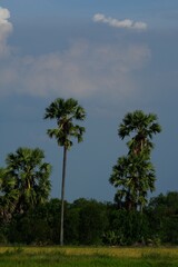 Wall Mural - Palm trees grow naturally in the evening, the sky is beautiful.