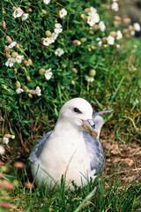 Sticker - Northern fulmar nesting by flowering Sea campion flowers