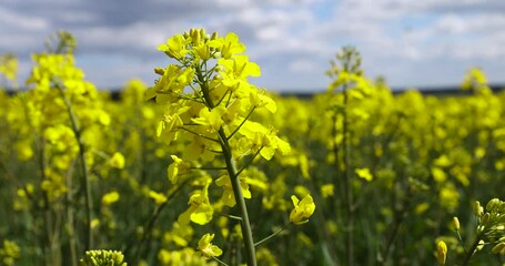 Wall Mural - blooming with beautiful yellow rapeseed flowers in sunny weather, an agricultural field with rapeseed in sunny spring weather