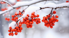 Branch With Bunches Of Rowan Berries Under Snow