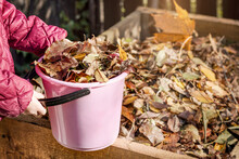 Composting. Autumn Clean Up. Compost Bin From Fallen Autumn Leaves In Garden. Recycling Autumn Waste Concept.