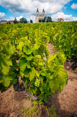 Vineyard and village(Régnié-Durette) in France- Beaujolais grape field