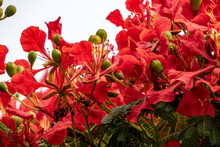 Buds And Red Flowers Of Royal Poinciana Or Delonix Regia Or Flamboyant Close-up