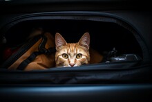 Cat Sitting Trunk Car Eyes. Generate Ai