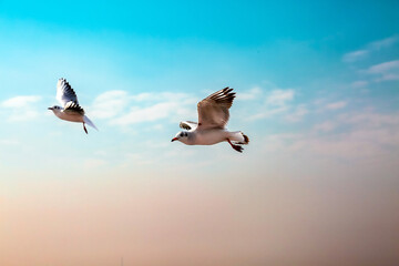 Two seagulls flying in the blue sky. Birds in flight.