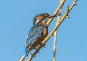 Kingfisher in tree over\rlooking