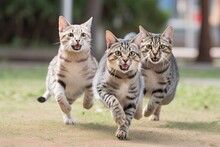 Running Happy Cats
