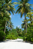 Fototapeta Dmuchawce - Maldives, palm trees and beautiful nature