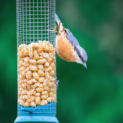 Wall Mural - Nuthatch on a feeder