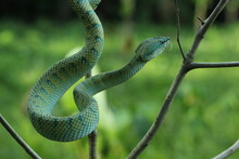 Snake, Viper, Animal, Kalimantan, Native Kalimantan Viper Snake
