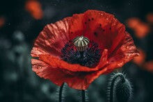 Vibrant Red Poppy Bloom With Seed Head. Generative AI